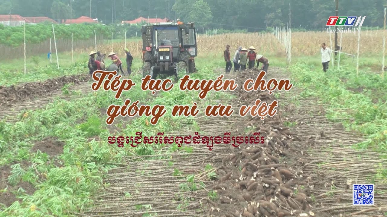 Tiếp tục tuyển chọn giống mì ưu việt | Nông nghiệp Tây Ninh | TayNinhTVToday